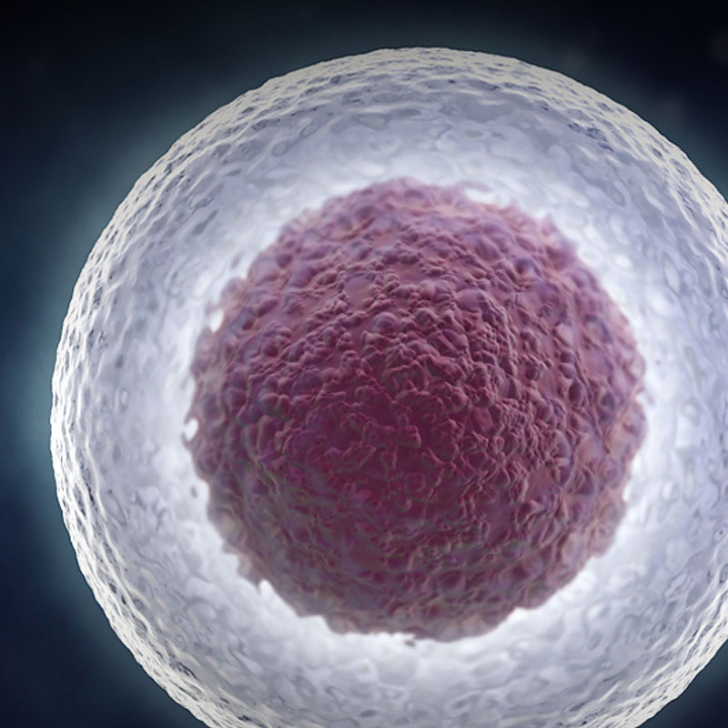 stem cell
