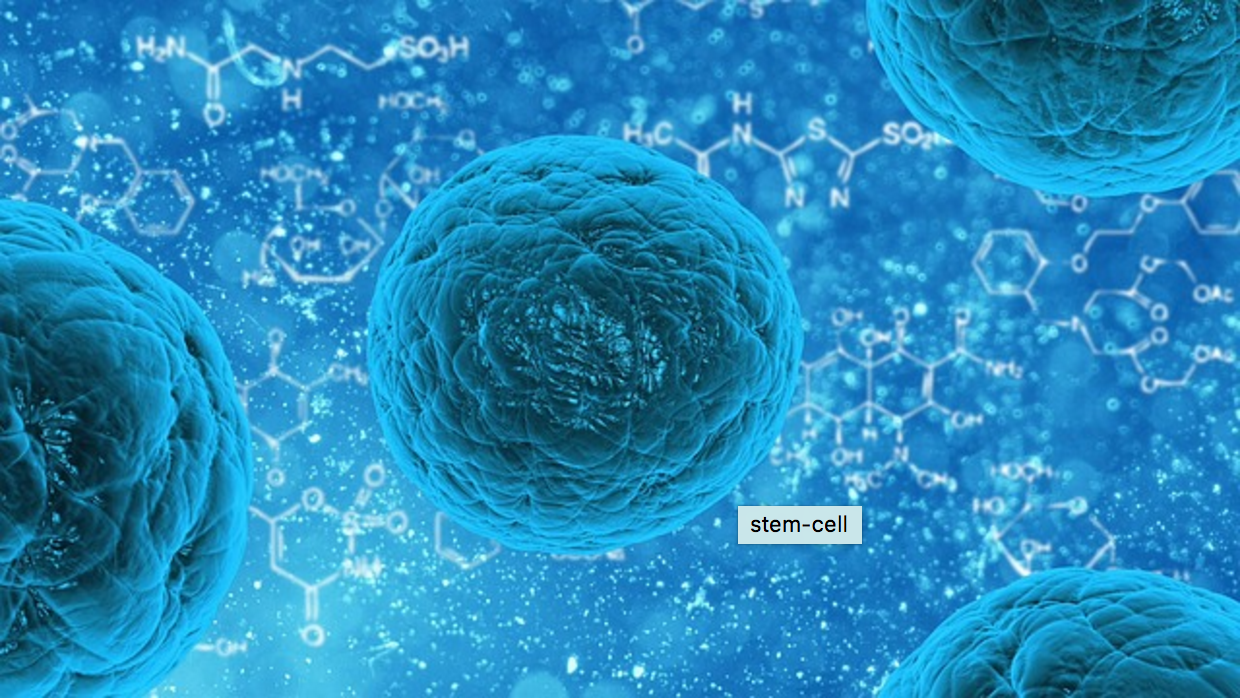 stem cells