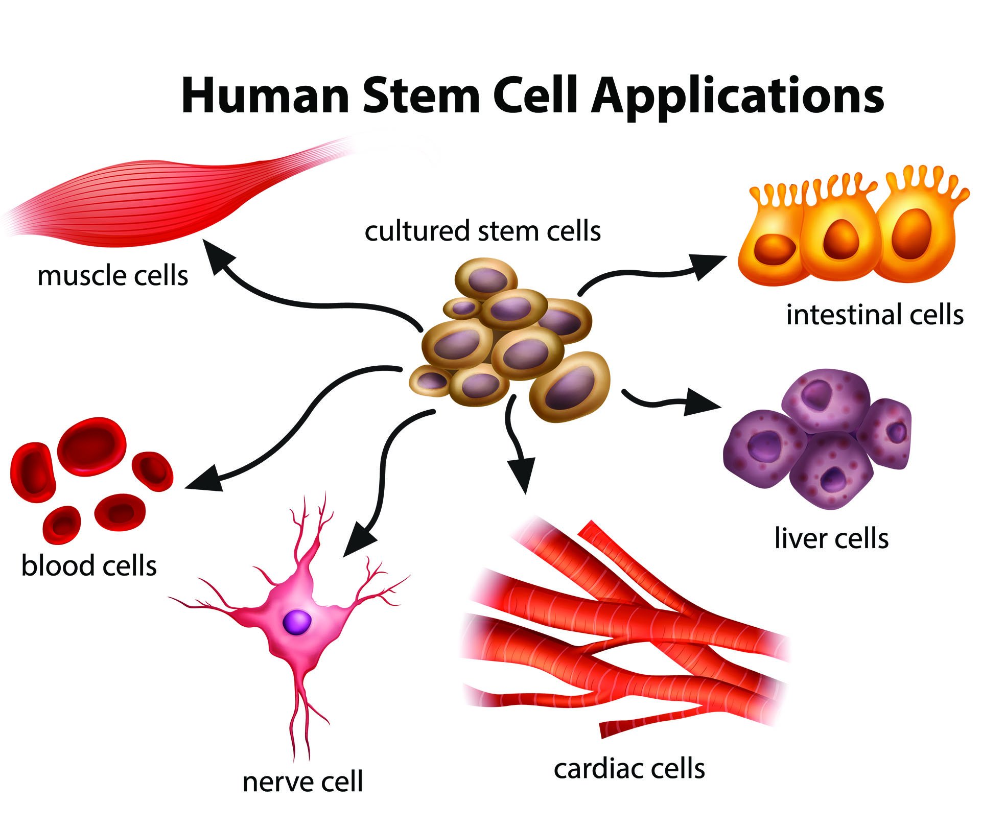 STEMCELLAPPLICATIONS human stem cells uses