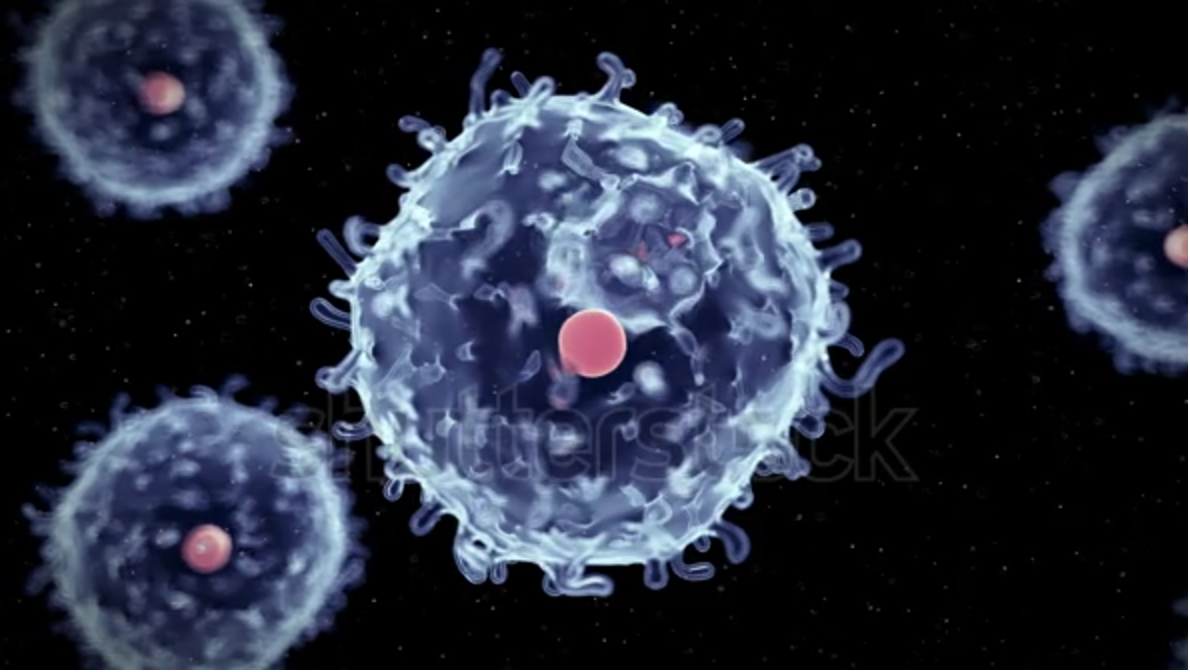 adult stem cells adult stem cells