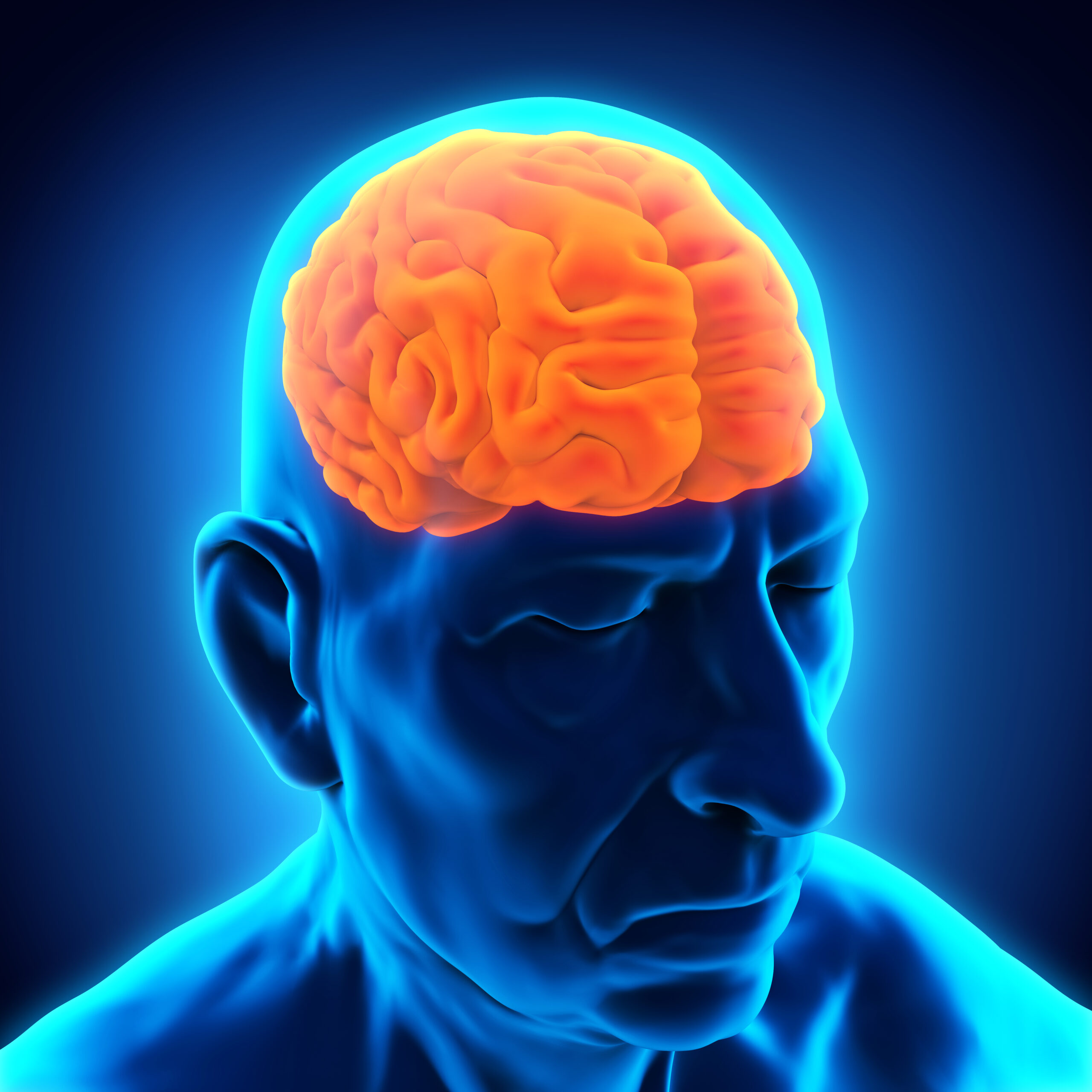 Elderly Male Brain Anatomy brain