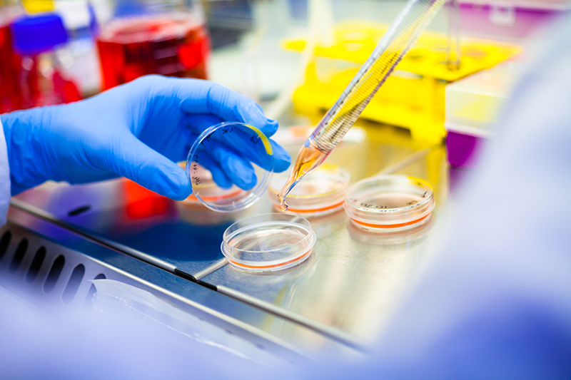CELL CULTURE liver stem cell research
